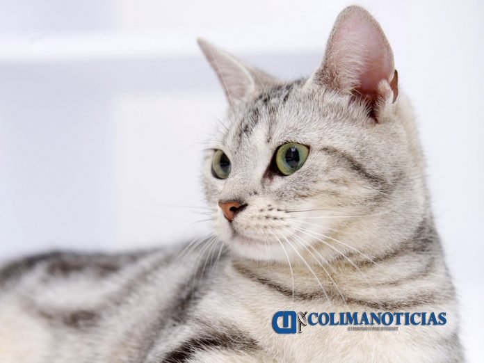 gato