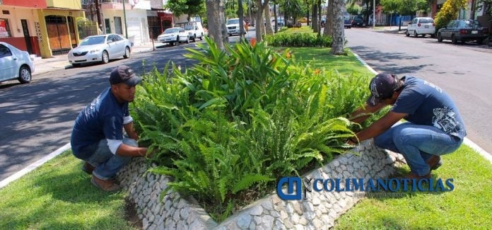 Camellones Colima