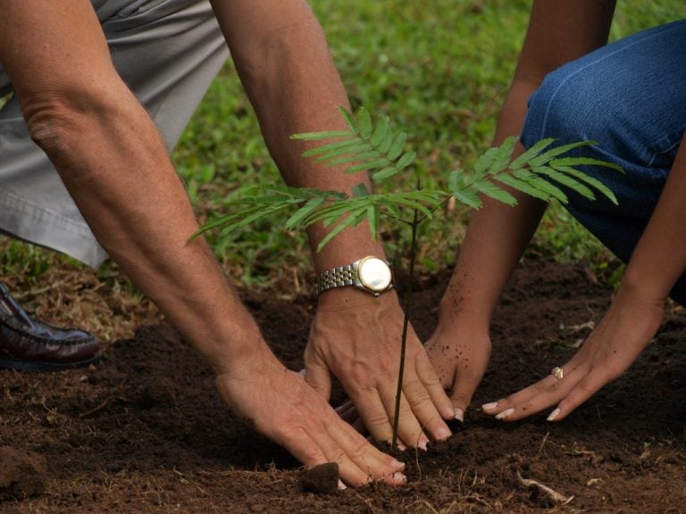 Realizan reforestación en Ixtlahuacán y Tecomán: Conafor