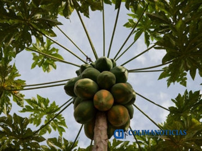 papaya