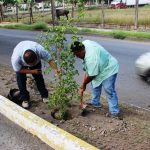 Jornada Reforestacion