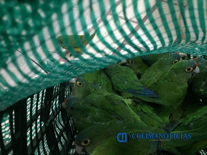 PERICOS JALISCO