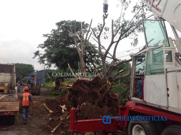 Inicia trasplante de parotas por ampliación de carretera Villa de Álvarez-Minatitlán 10