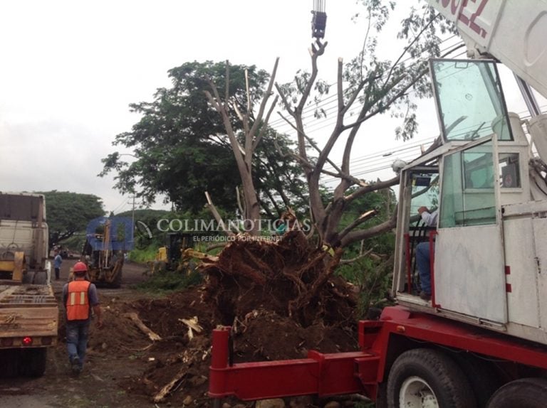Inicia trasplante de parotas por ampliación de carretera Villa de Álvarez-Minatitlán en el tramo al nuevo IMSS