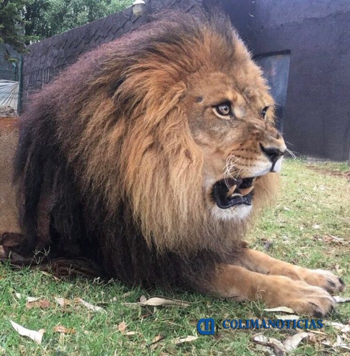 León