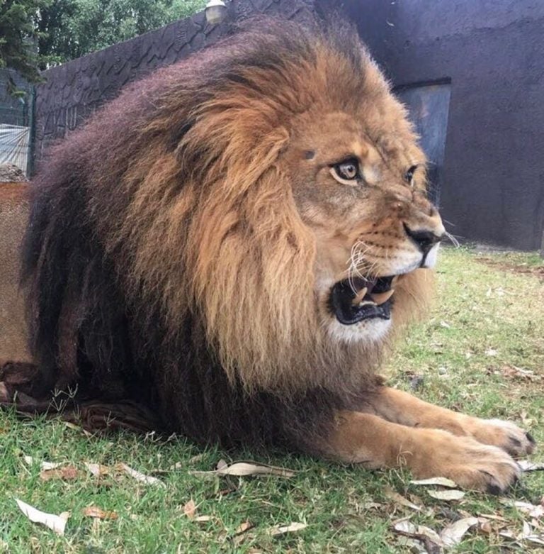 Leones de Berbería, especie extinta en vida silvestre es conservada en Ecoparc Colima