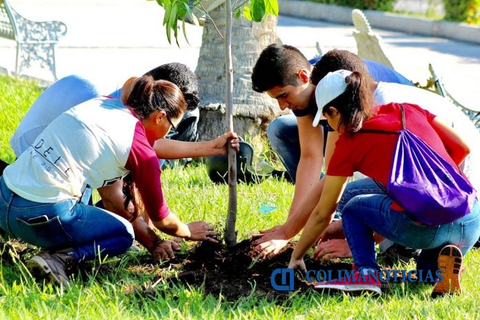 reforestacion colima