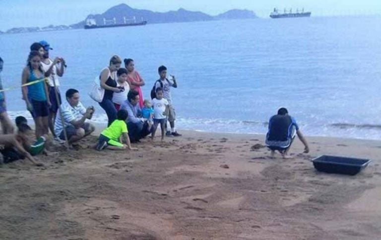 Más de 50 mil huevos  ha protegido el tortugario; en Manzanillo
