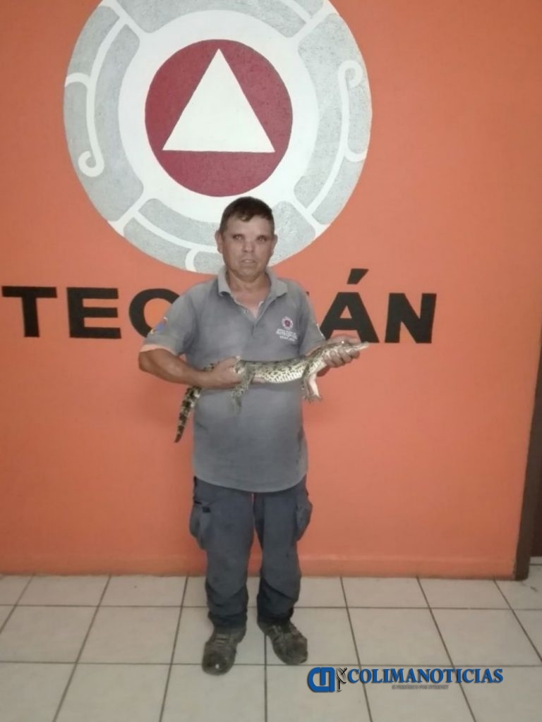 Recomienda Protección Civil de Tecomán no tener cocodrilos como mascotas