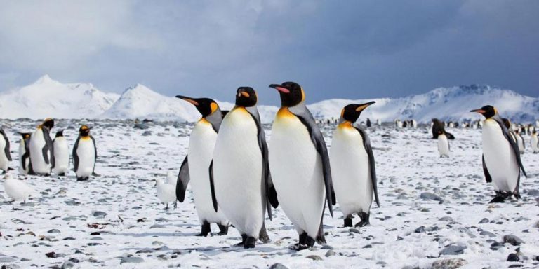 Muere de hambre colonia de 40 mil pingüinos en la Antártida