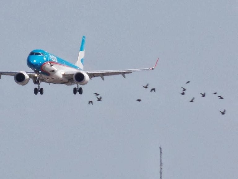 Impartirá CIIASA curso CMDN “Mitigación del riesgo por fauna en aeropuertos”