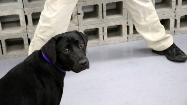 Por falta de vocación, despide la CIA a cachorra olfatista