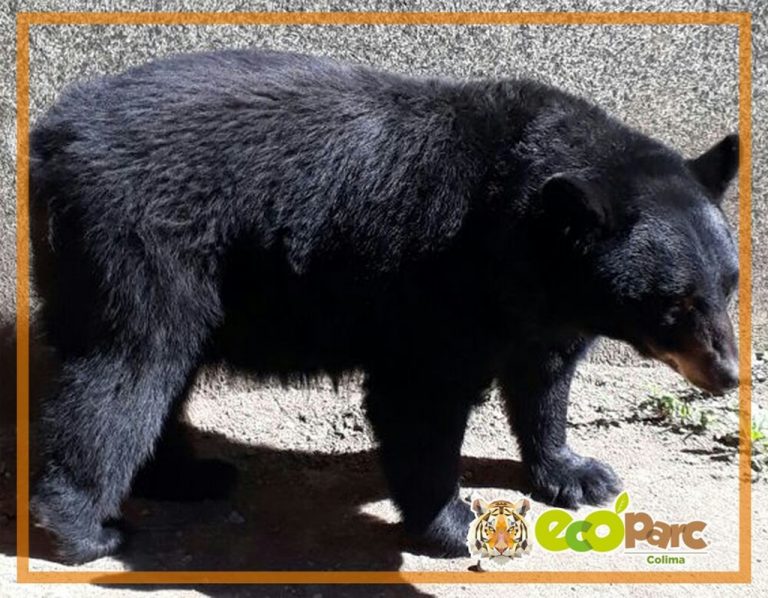 Pareja de oso americano llega a Ecoparc