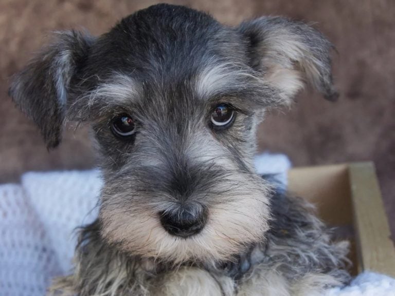 Acciones humanas que pueden provocar estrés a tu perro