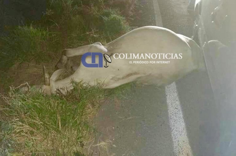Se impacta vehículo contra becerro cerca del relleno sanitario en La Villa