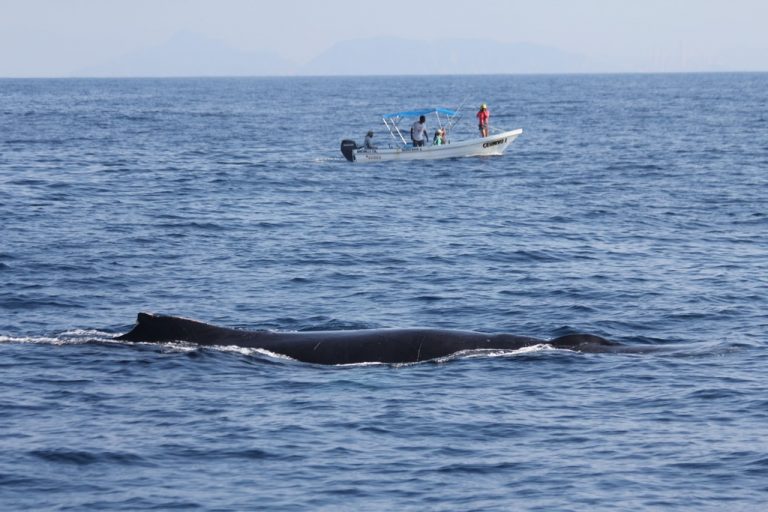 Aumento de acidez en océanos podría ocasionar desaparición de algunas especies: experto