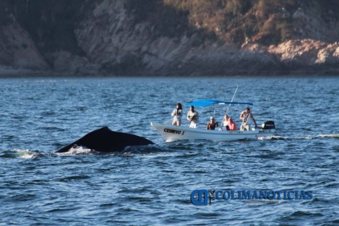 Investigadora Andrea Cuevas Soltero_ballena jorobada en Isla Socorro