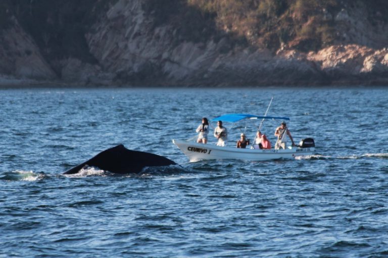 Investiga alumna ballenas de la Isla Socorro
