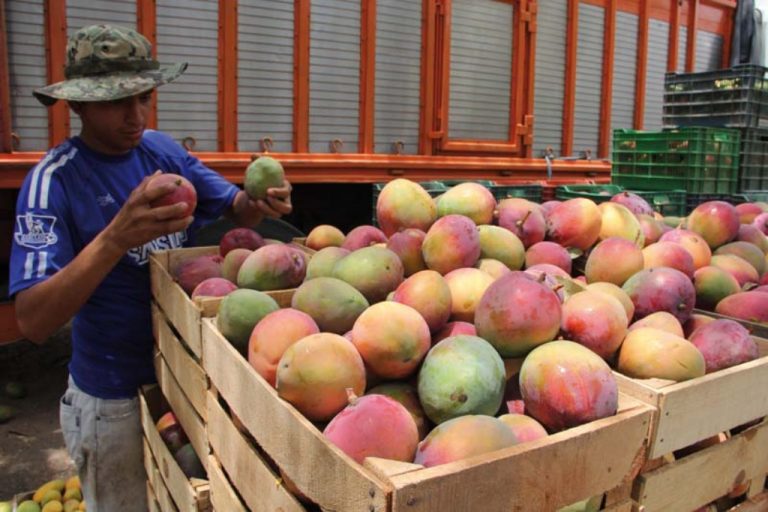 Bajó producción de mango en Colima hasta un 40%