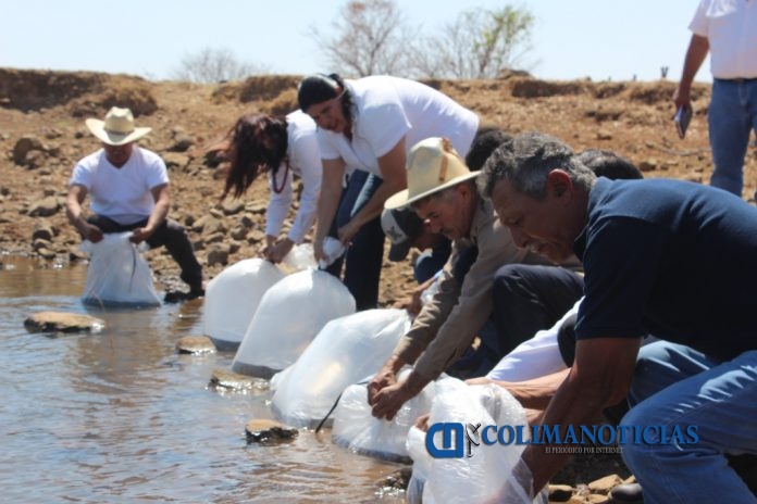 Siembra Tilapia