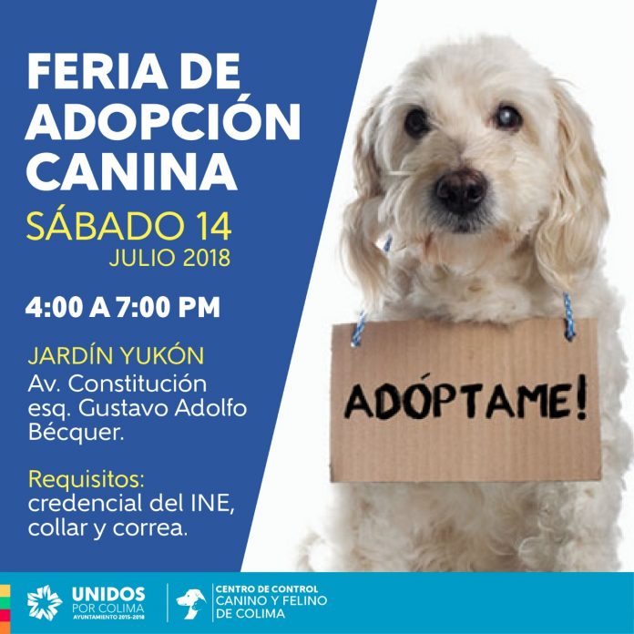 adopcion ayuntamiento