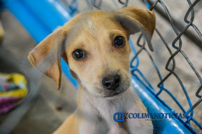 perro adopcion