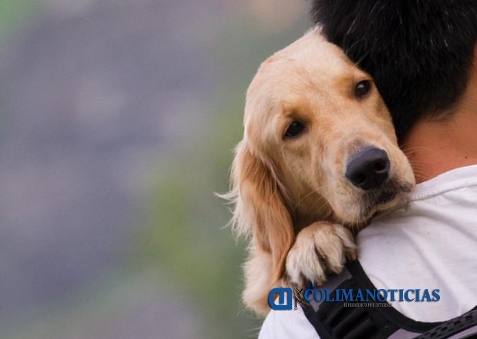 perro mascota