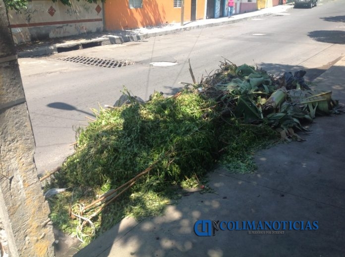 ramas en plena via publica
