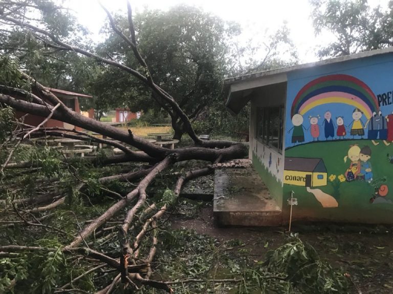 Árboles caídos y vialidades obstruidas saldo que dejó la tormenta del martes