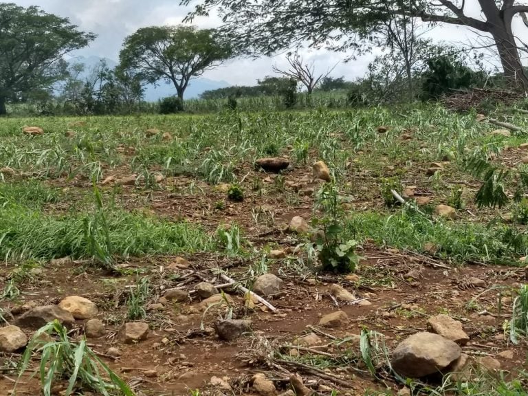 Atiende Gobierno del Estado afectaciones a cultivos por lluvia en el Astillero de Abajo