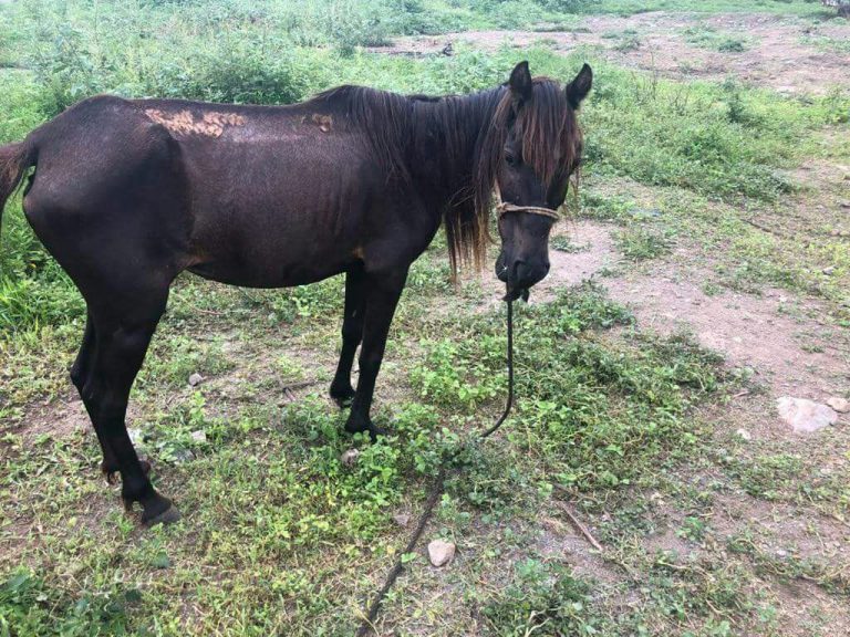 Denuncian maltrato animal en Centro de Control Canino de V de A 