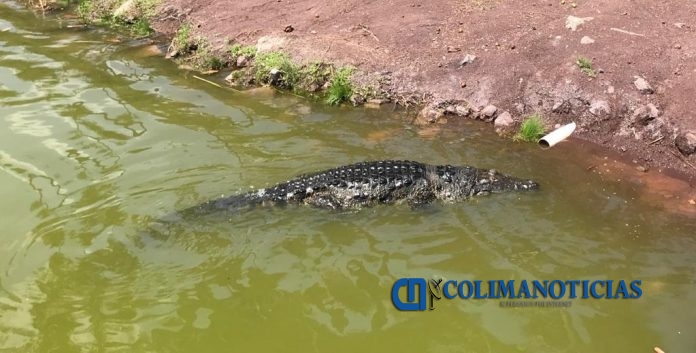 cocodrilo tecoman