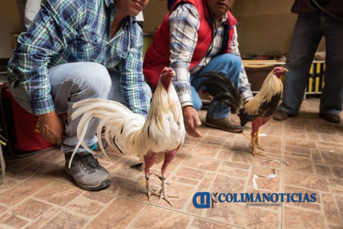 Pelea de Gallos