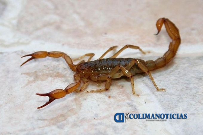 alacranes