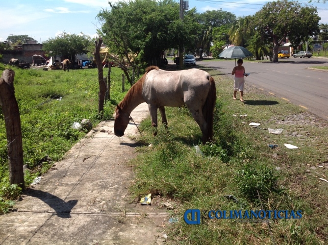 animales en calle