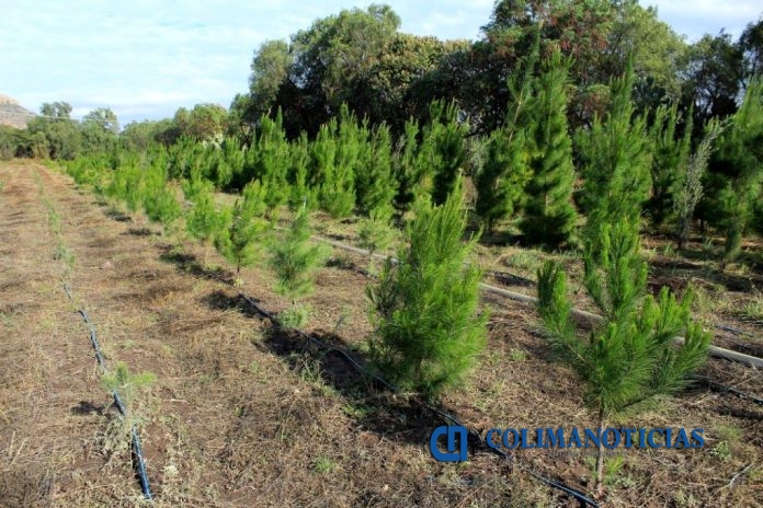 Arboles_Navidad