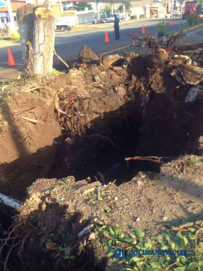 Ayuntamiento de Manzanillo tala Rosa Morada para reparar drenaje (1)