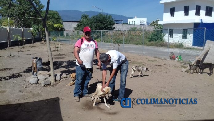 Baño perritos