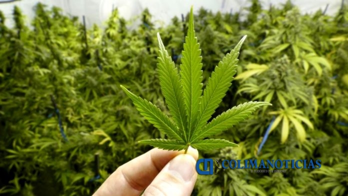 Mariguana
