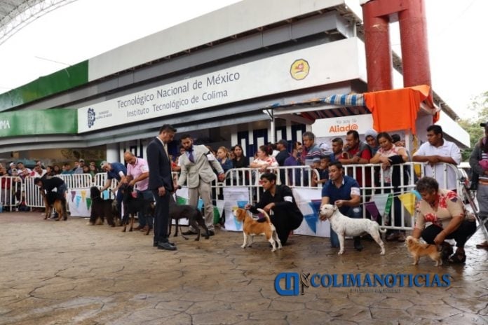concurso canino 1