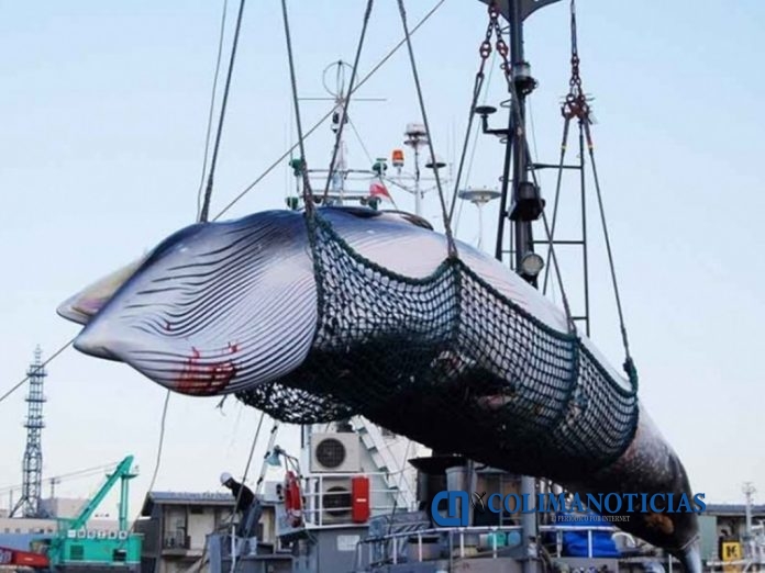 caceria de ballenas