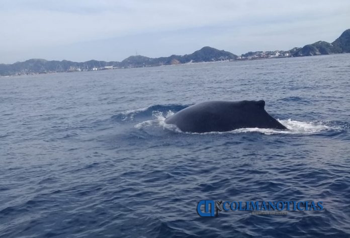rescate ballena