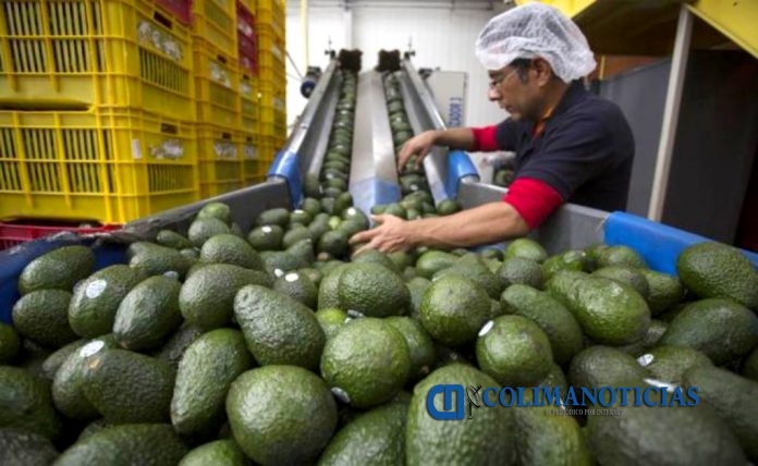 aguacate