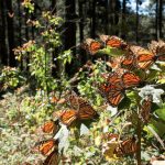 mariposa monarca telcel