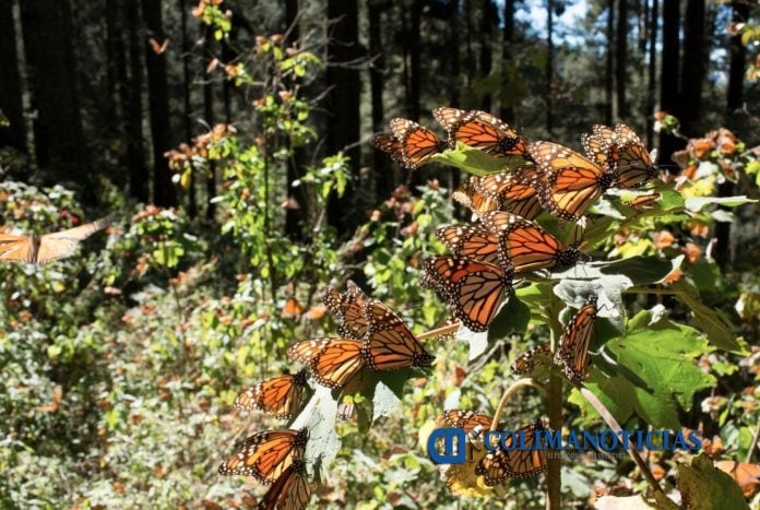 mariposa monarca telcel