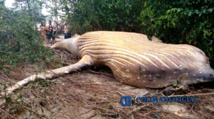 Ballena Amazonas
