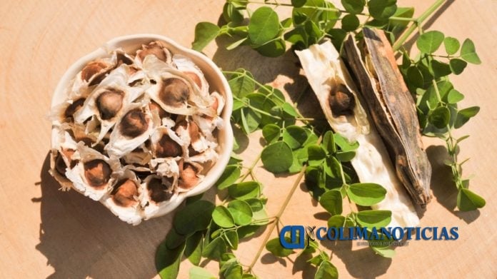 Moringa
