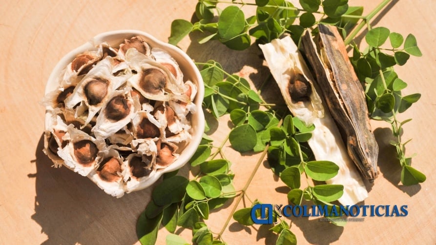 semilla moringa propiedades medicinales semilla moringa propiedades medicinales