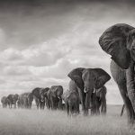 Elephants-elephants-40609361-1024-576 (1)