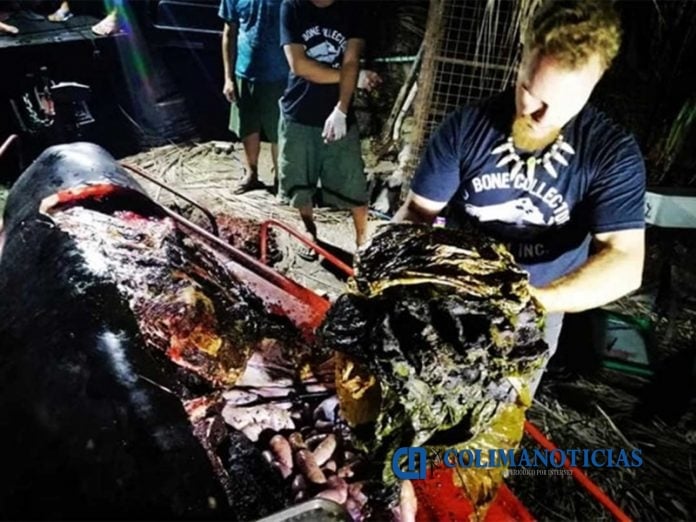 ballena muerta